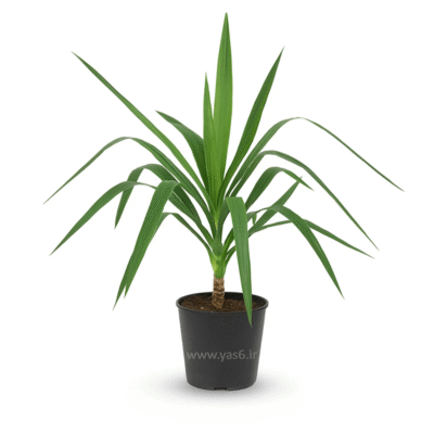 یوکا گلدانی