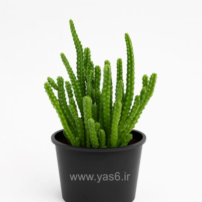 کراسولا ماسکوسا