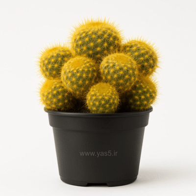 کاکتوس مامیلاریا زرد گلدانی