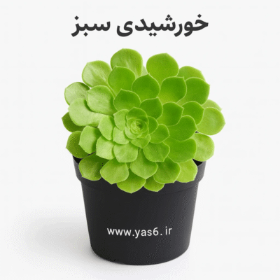 ساکولنت خورشیدی سبز،
