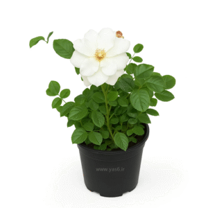 رز نسترن سفید