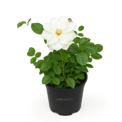 رز نسترن سفید