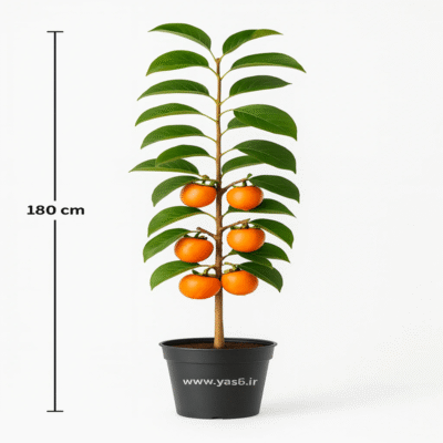 خرید نهال خرمالو ایرانی