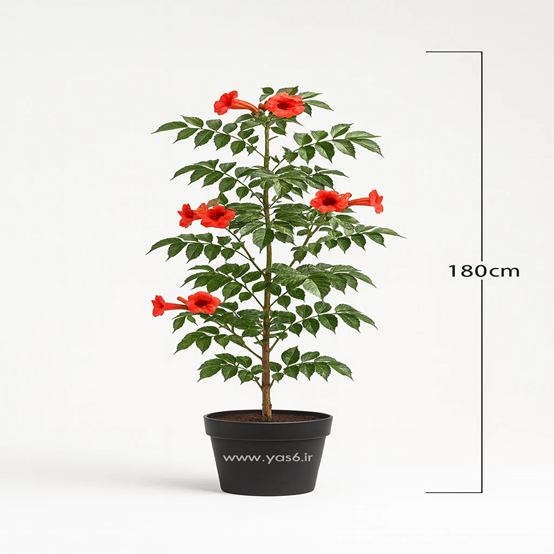 yas6.ir گل پیچ اناری