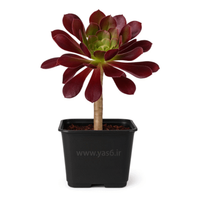 خرید آئونیوم قرمز