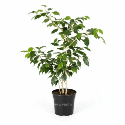 خرید گیاه زینتی بنجامین، گیاه مقاوم خانگی