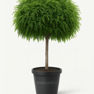 اقاقیا پیوندی