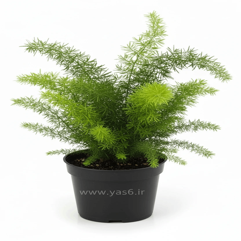 yas6.ir گل شویدی