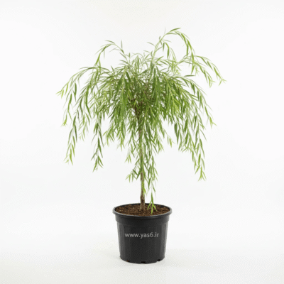 بید مجنون ارتفاع دو متر