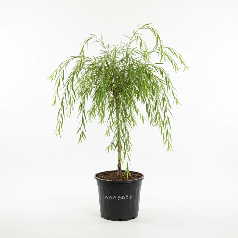 yas6.ir بید مجنون ارتفاع دو متر