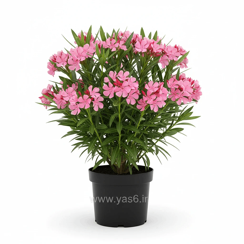 yas6.ir گل خرزهره