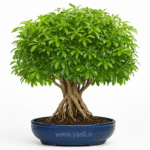 بونسای شفلرا،