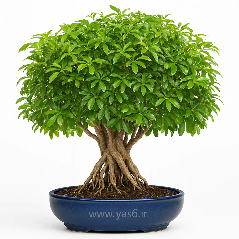 yas6.ir بونسای شفلرا،