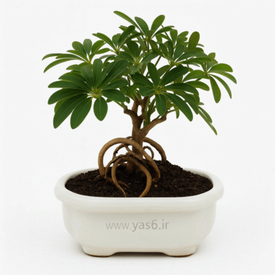 شفلرا بونسای