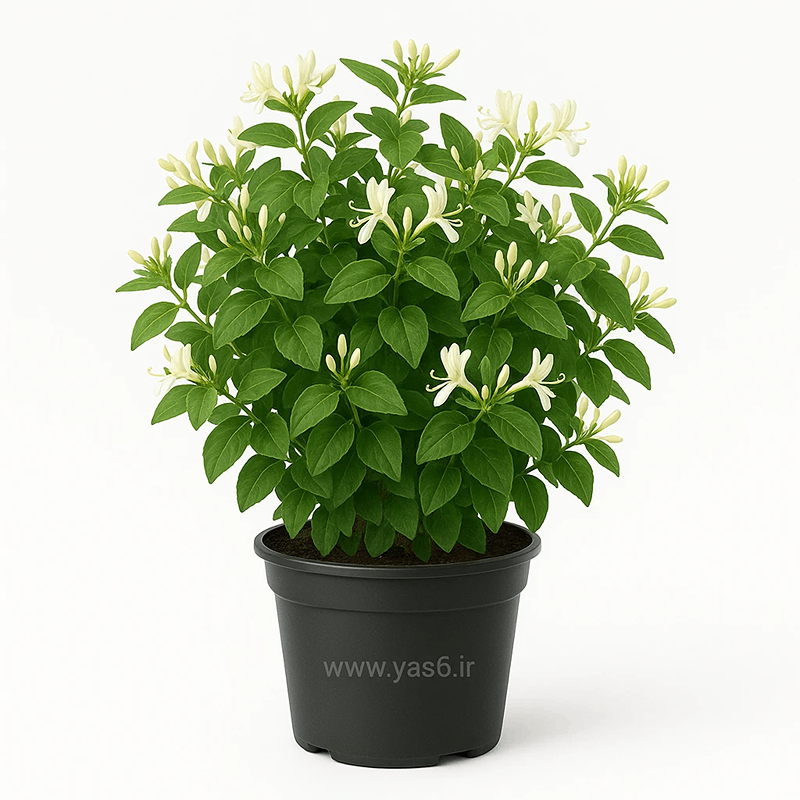 yas6.ir خرید یاس امینالدوله