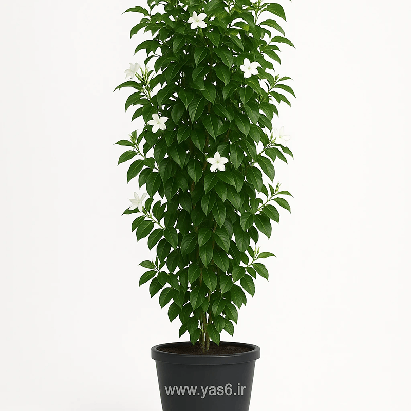 yas6.ir یاس هلندی