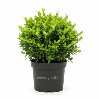 گیاه همیشه‌سبز