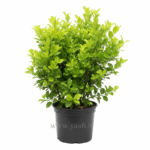 شمشاد پرتقالی سبز