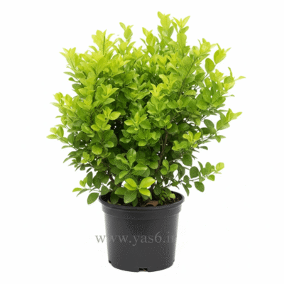 شمشاد پرتقالی سبز