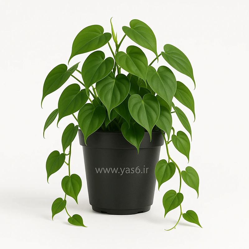 yas6.ir اسکاندیس قلبی