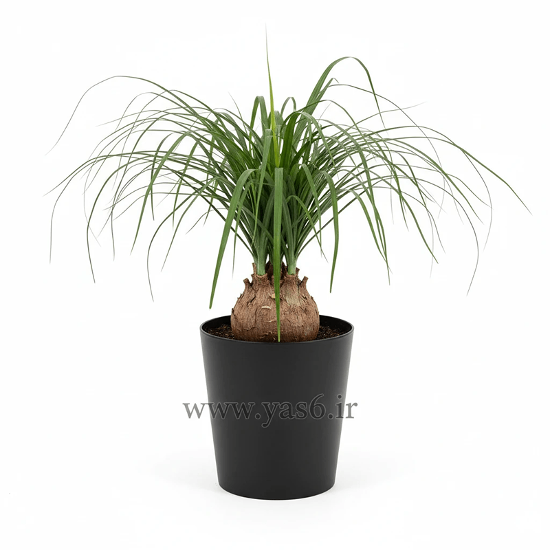 yas6.ir لیندا گلدانی