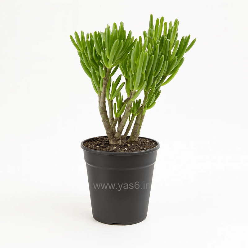 yas6.ir کاکتوس نعل اسبی