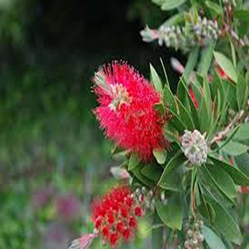 yas6.ir گل شیشه شور قرمز