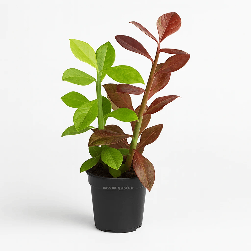 yas6.ir گل فردوس