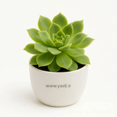 ساکولنت اچوریا سبز