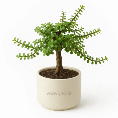 بونسای خرفه