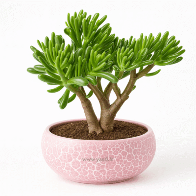 بونسای نعل اسبی