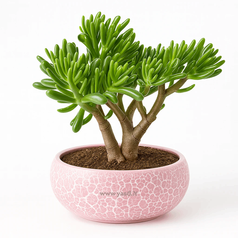 yas6.ir بونسای نعل اسبی