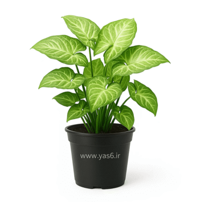 گل سینگینیوم سبز