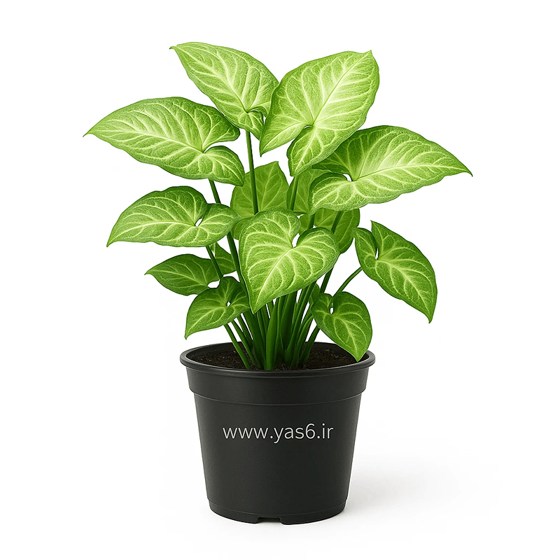 yas6.ir گل سینگینیوم سبز