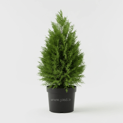 تویا آمریکایی