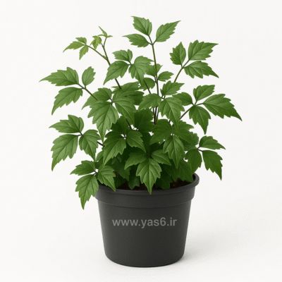 خرید گل سیسوس