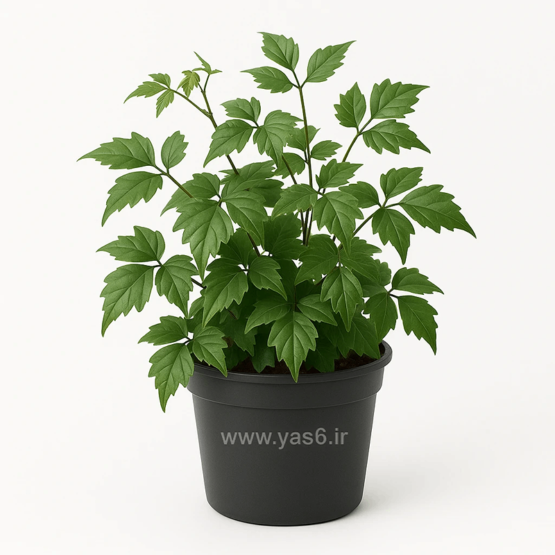 yas6.ir خرید گل سیسوس