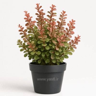 خرید گل بربریس