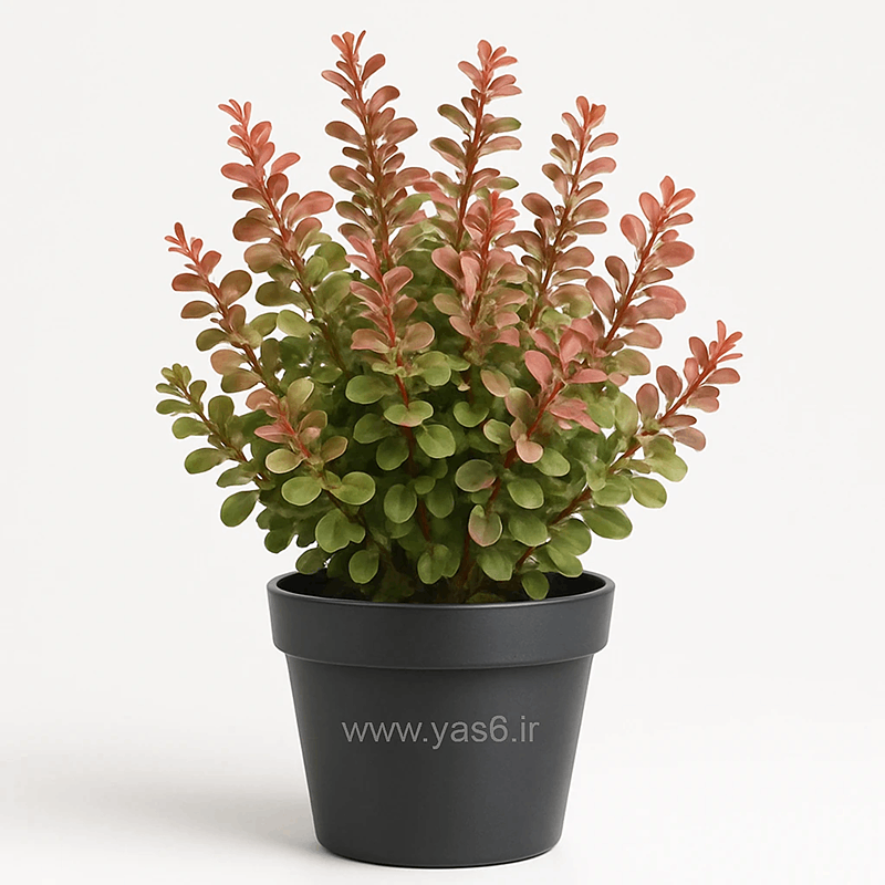 yas6.ir خرید گل بربریس