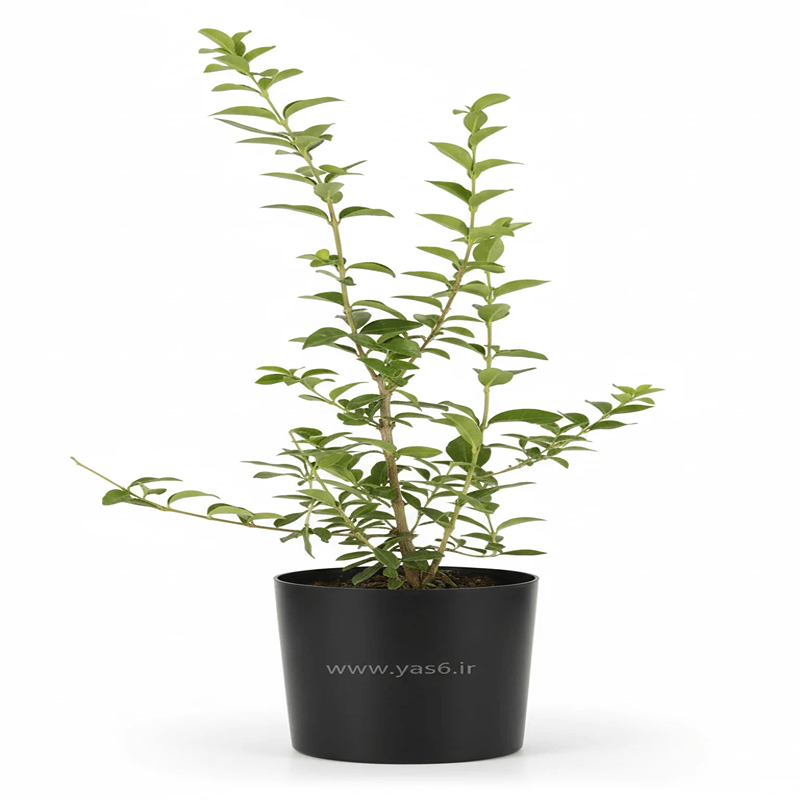 yas6.ir شمشاد ترون ۴۰ سانتی