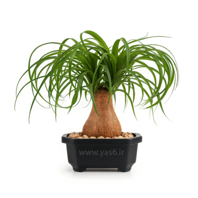 بونسای لیندا