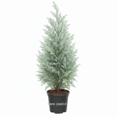 سرو نقره ای