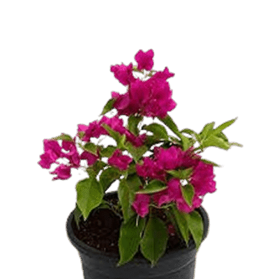 قیمت گل کاغذی