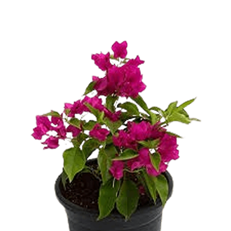 yas6.ir قیمت گل کاغذی