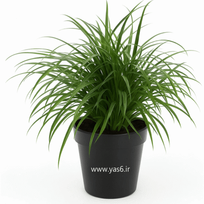 یال اسبی گیاه یال‌اسبی نخل دم‌اسبی