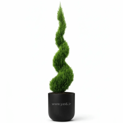 خرید کاج لاوسون پیچ بزرگ