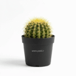 نگهداری کاکتوس اچینو