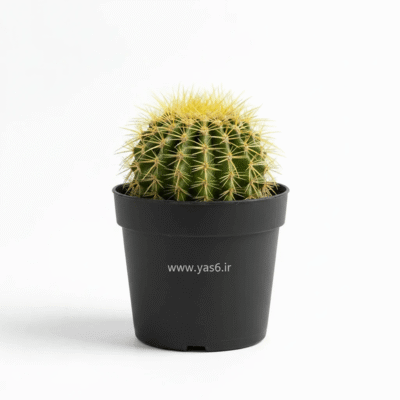 نگهداری کاکتوس اچینو