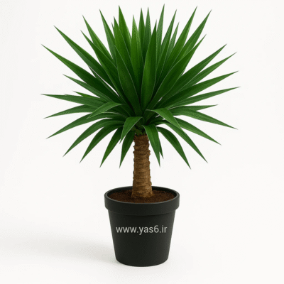 بونسای یوکا گلدانی