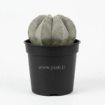 کاکتوس آستروفیتوم